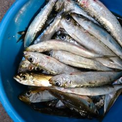 サビキ釣りでイワシ